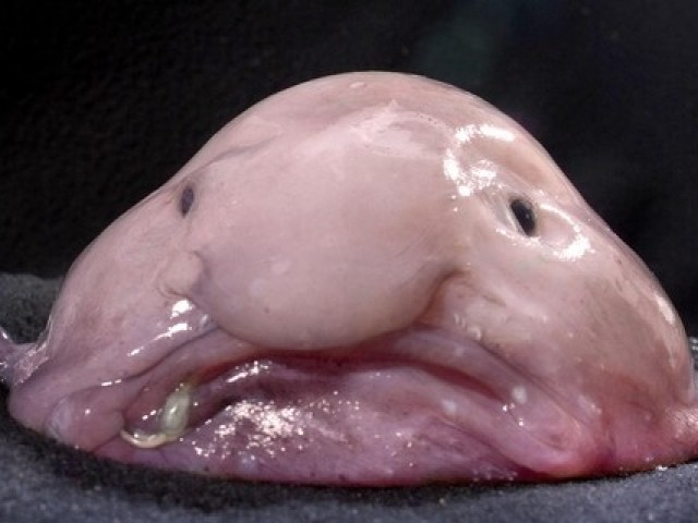 BubbleFish