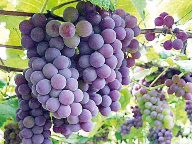 Uvas