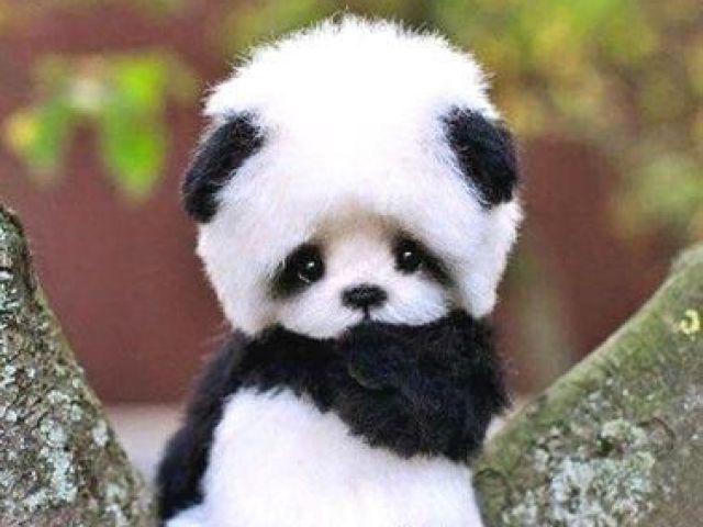 panda