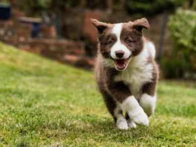 Border Collie