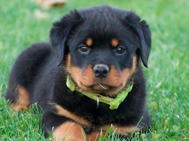 Rottweiler