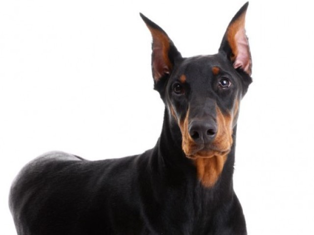 Doberman