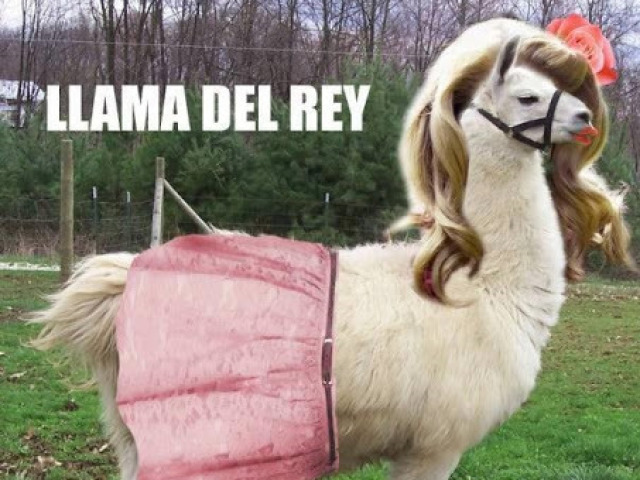 Lhama Del Rey