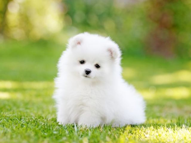 Cachorro