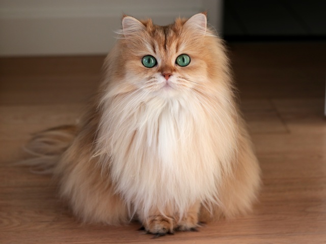 Gato