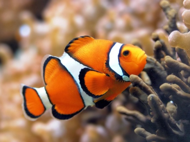 Peixe