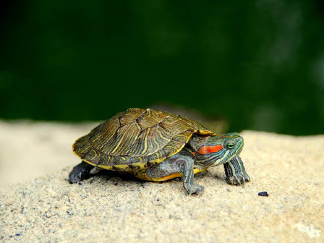 Tartaruga
