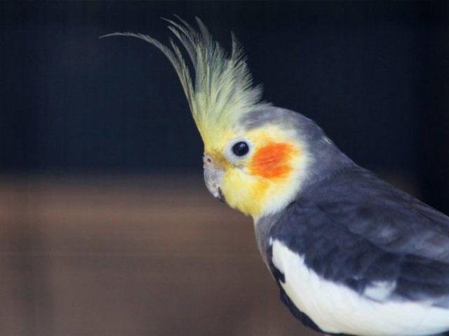 Pássaro