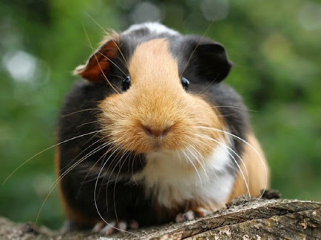 Porquinho da índia
