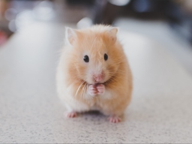 Hamster itii