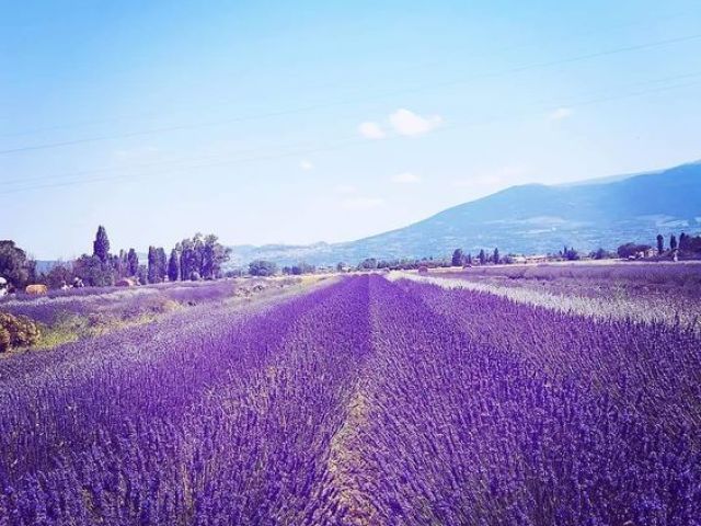 CAMPO DE LAVANDA