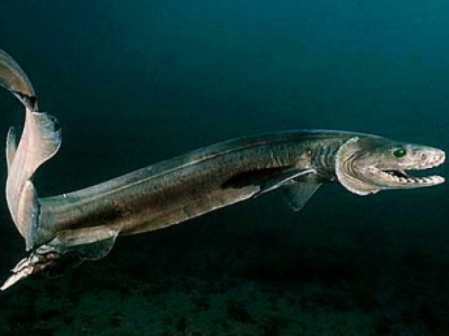 tubarão Cobra