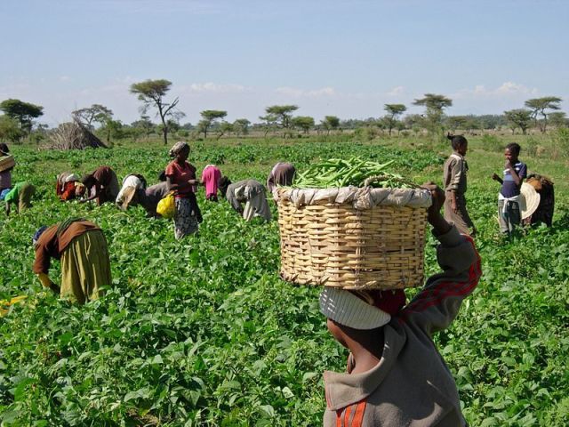 Agricultura extensiva