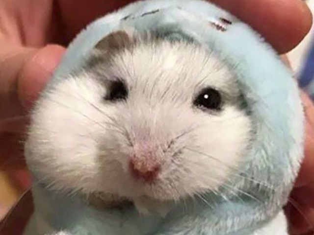 ~hamster