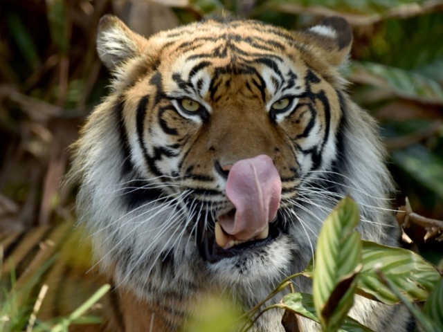 Os animais terrestres vivem na água