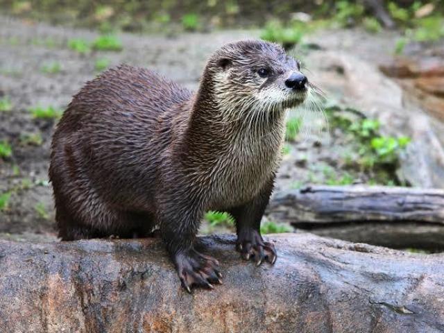 Lontra