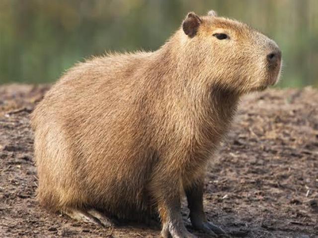 Capivara