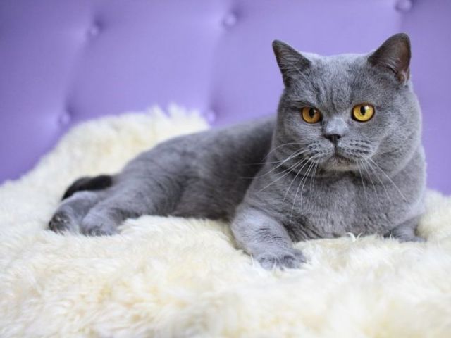 Seja um gato por um dia