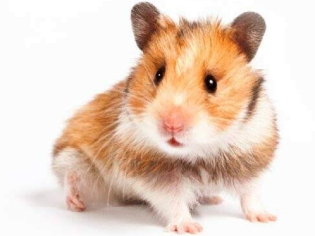 Hamster