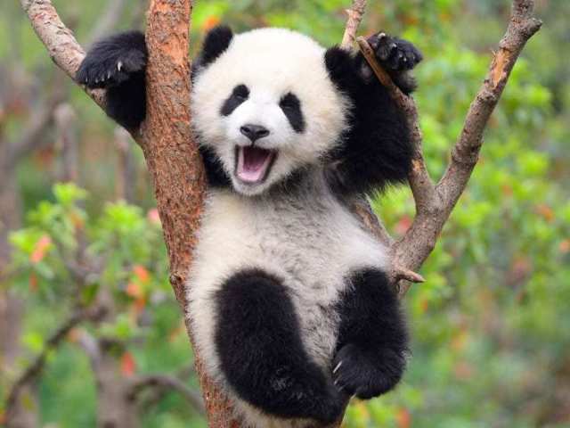 Panda