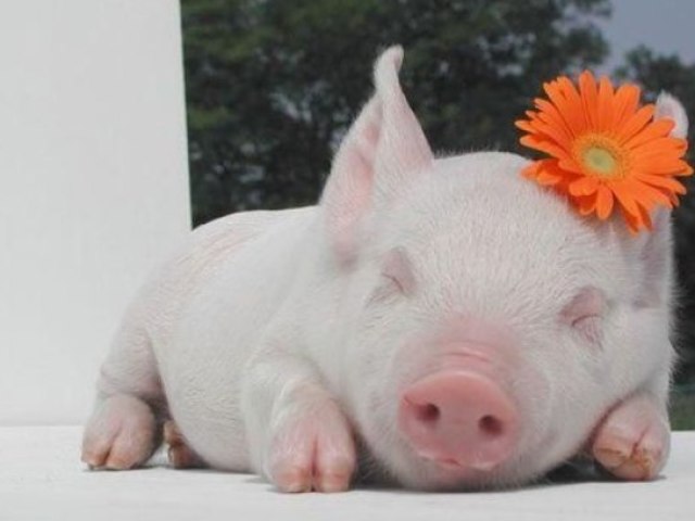 Mini pig