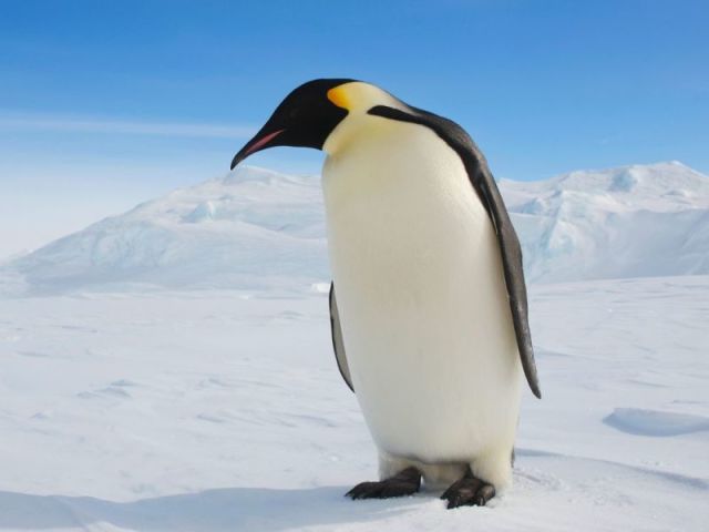 Super Penguino