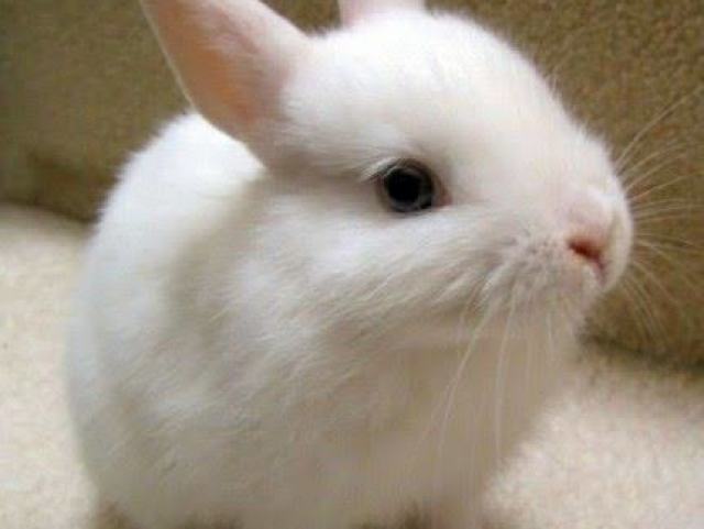 Coelho🐰