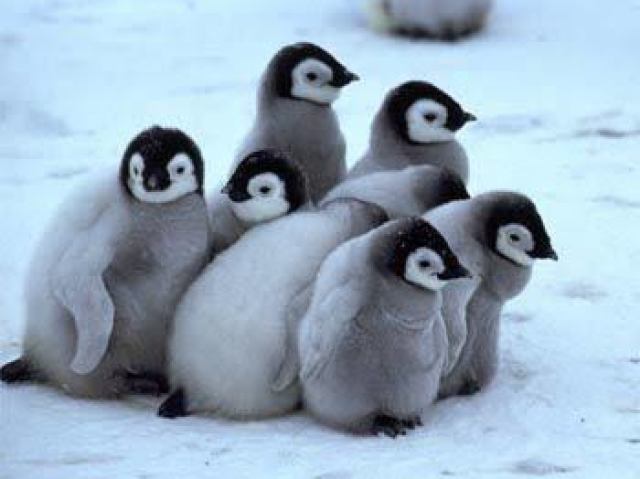 Pinguim🐧