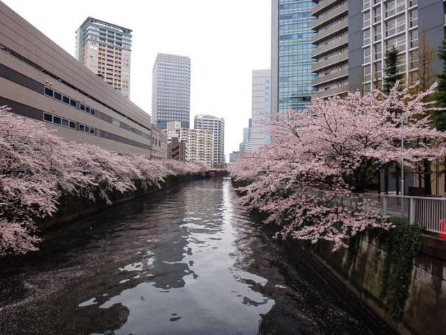 Japão, gostaria de conhecer suas culturas e etc