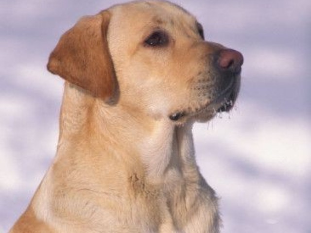 Labrador