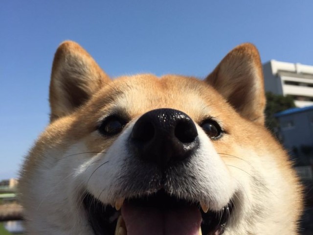 Shiba