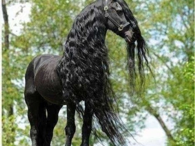 Friesian