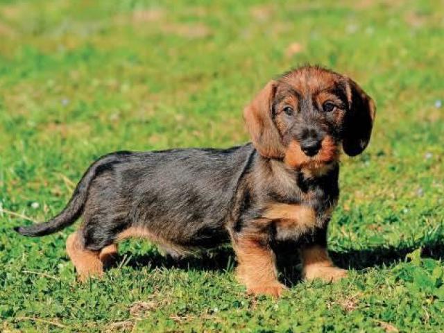 Daschund