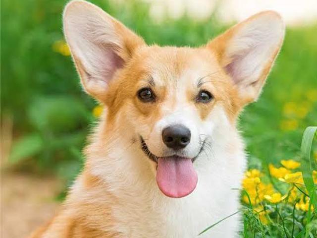 Corgi