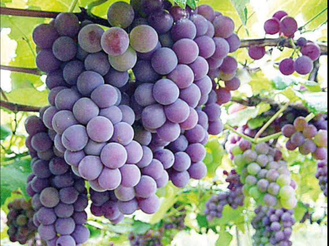 Uvas