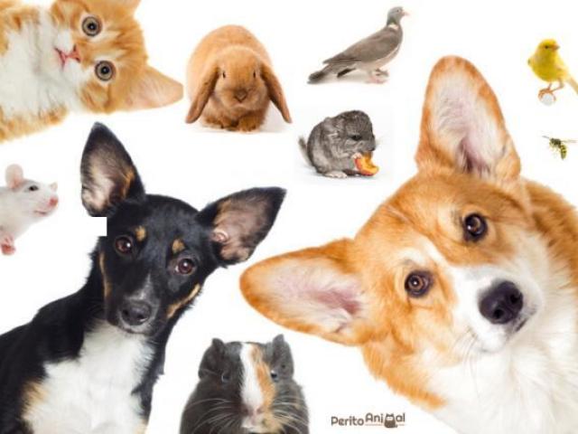 Qual animal exótico você deviria ter?