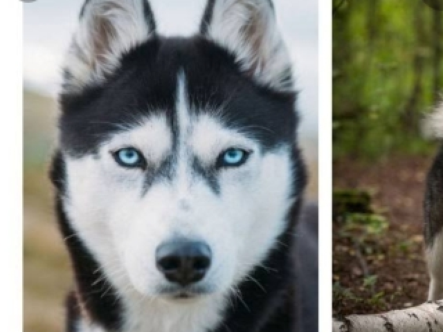 Husky siberiano