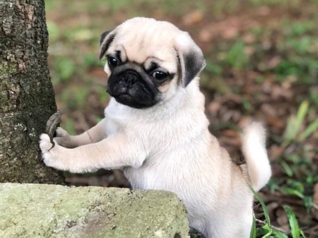 AAAAAAA QUE FOFO E ESSE MESMO O PUG