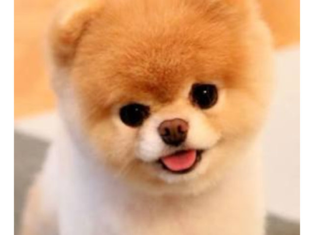 Cachorro