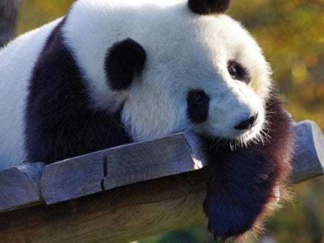 um panda mt fofo! e´claro!!!!