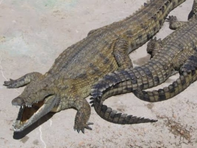 Crocodilo