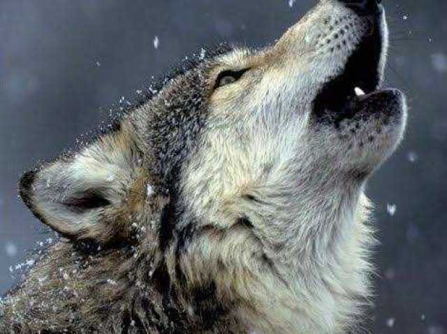 Lobo