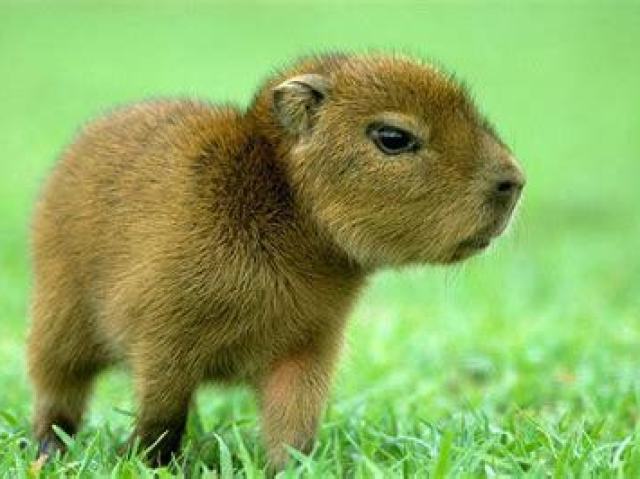 Capivara