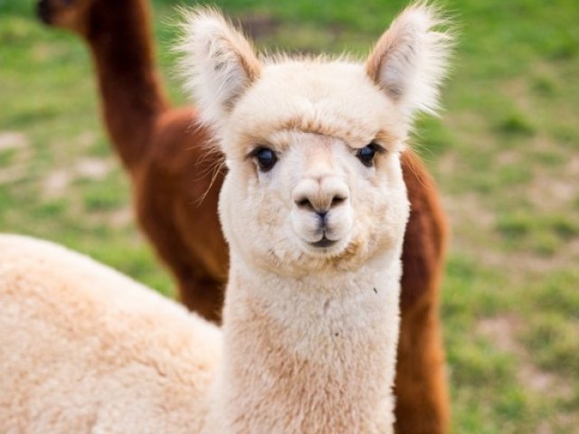 Alpaca