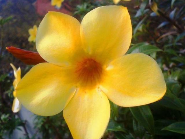 Alamanda