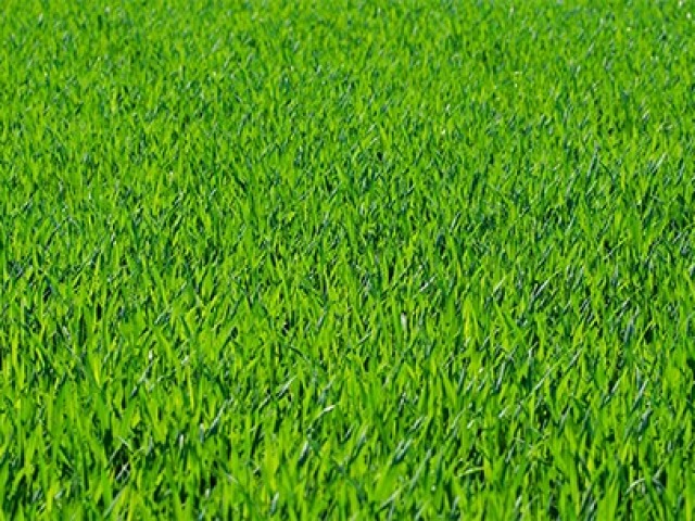 VERDE.