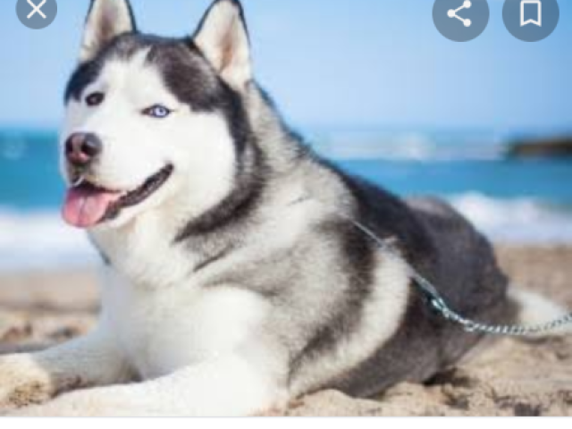 Husky