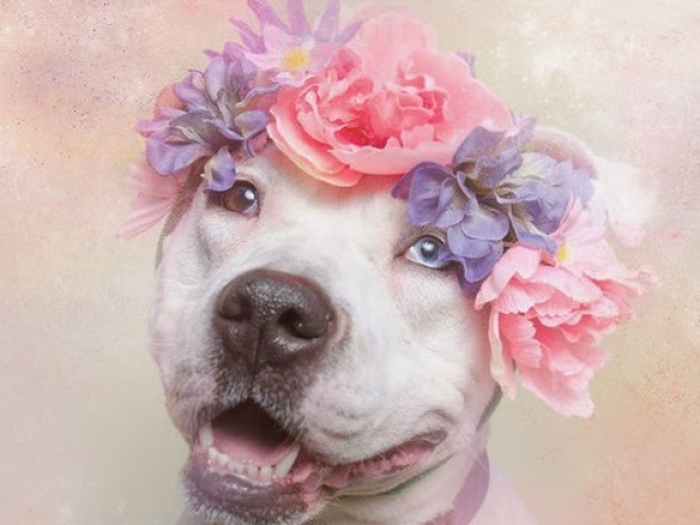 amoo pit bulls!<3