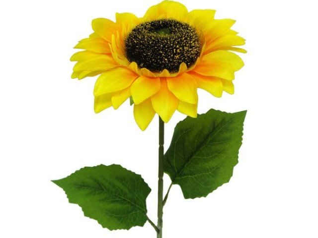 FLOR
