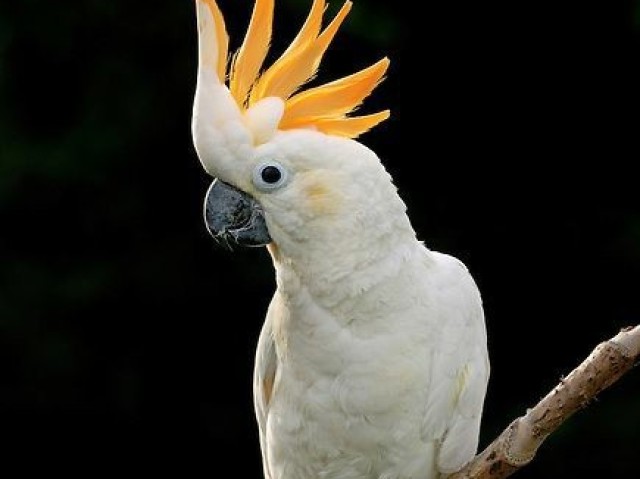 Cacatua